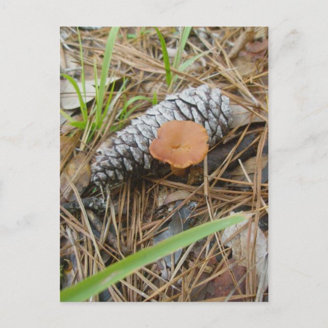 Mushroom & Pinecone OBX Postcard (Front)