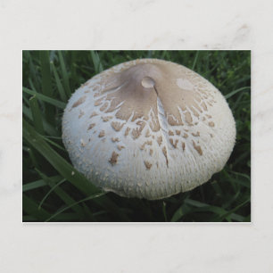 Mushroom Postcard
