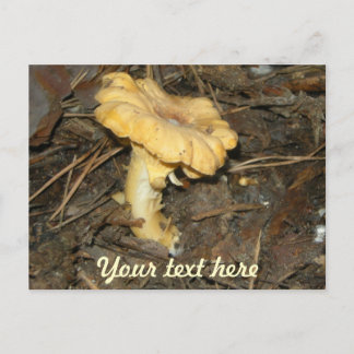 Mushroom Postcard
