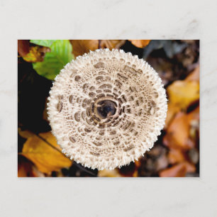 Mushroom Postcard