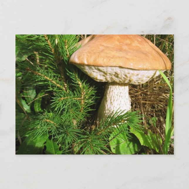 Mushroom Postcard (Front)
