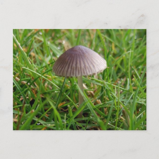 Mushroom Postcard (Front)