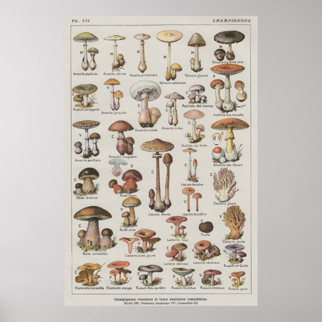 Mushroom Poster (Front)
