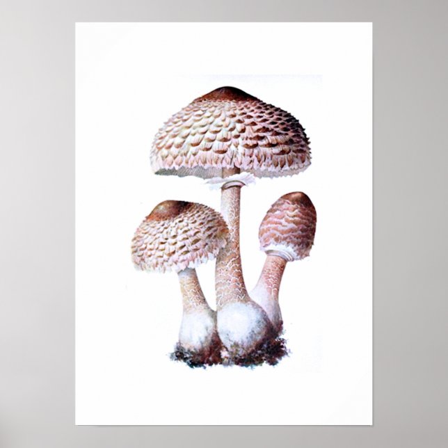 Mushroom Poster (Front)
