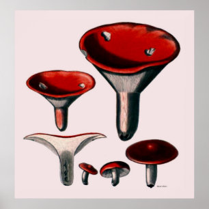 Mushroom Poster Series First Of Eight