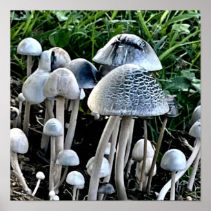 Mushroom Poster Wall Decor