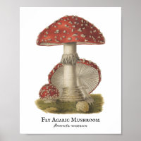 Mushroom Red Magic Vintage 1800s 