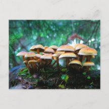 mushroom village