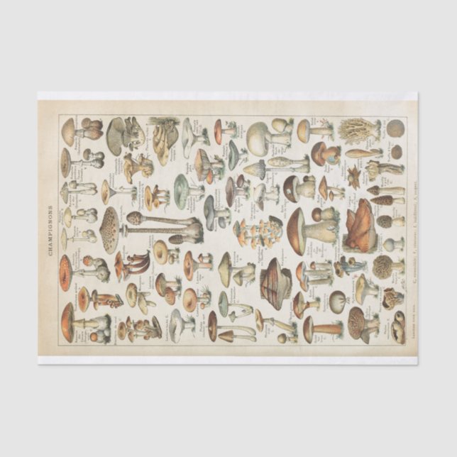 Mushroom Vintage French Fungi Decoupage Collage    Tissue Paper (Front)