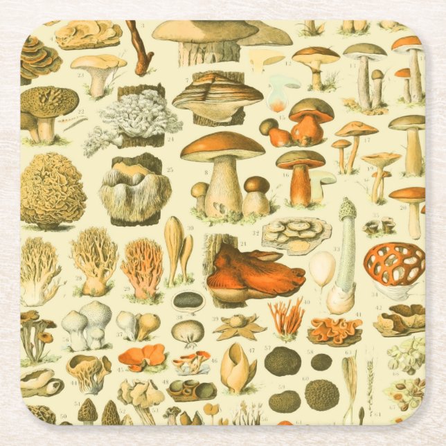Mushroom Vintage Toadstool Antique Illustration Square Paper Coaster (Front)