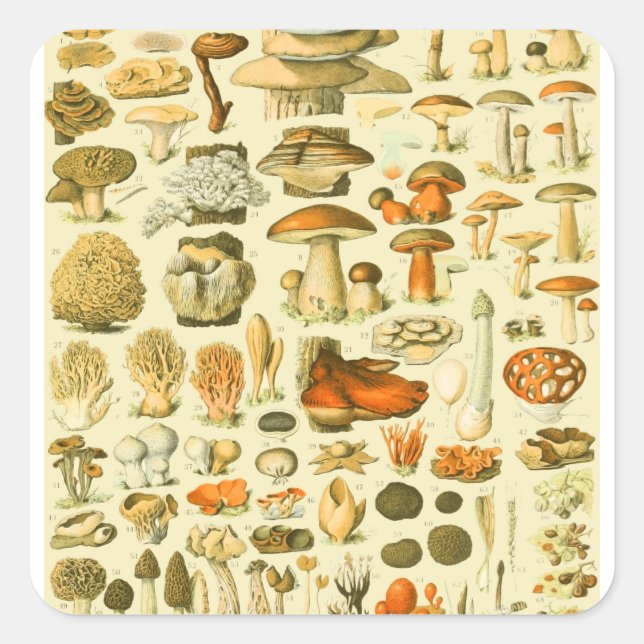 Mushroom Vintage Toadstool Antique Illustration Square Sticker (Front)