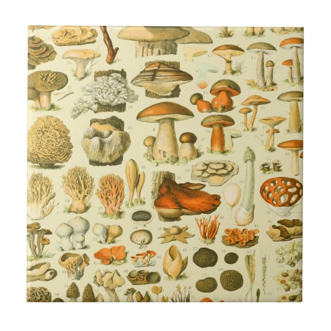 Mushroom Vintage Toadstool Antique Illustration Tile (Front)