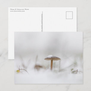 Mushroom with Snow Winter Nature Photo Postcard