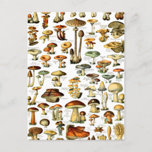 MUSHROOMS 4 POSTCARD