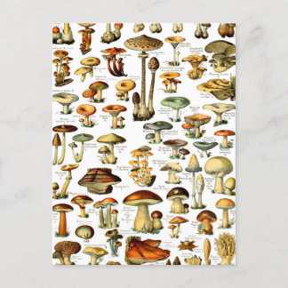 MUSHROOMS 4 POSTCARD