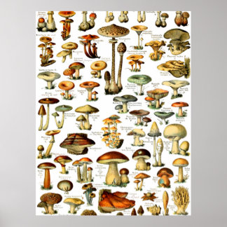 MUSHROOMS 4 POSTER