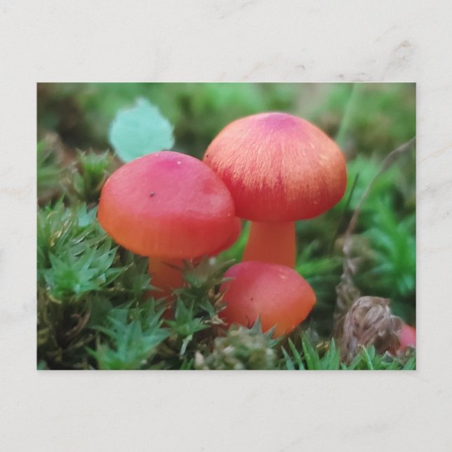 Mushrooms Bright Red on Forest Floor Postcard (Front)