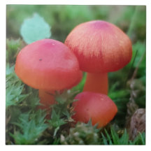 Mushrooms Bright Red on Forest Floor