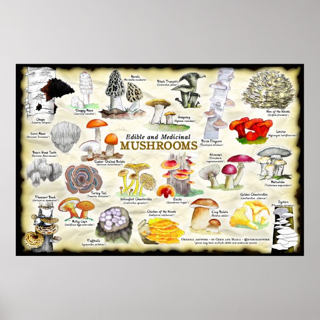 Mushrooms (edible and medicinal) poster (Front)