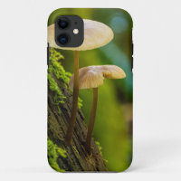 Mushrooms, fungi, mosses