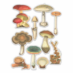Mushrooms Fungi Plants Botanical Garden art