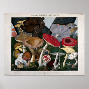 Mushrooms Fungi Poster