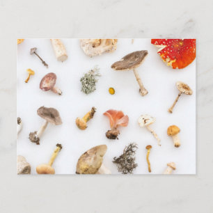 Mushrooms Fungus Postcard