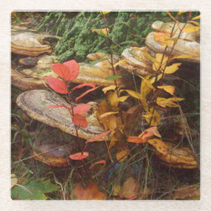 Mushrooms Glass Coaster