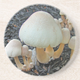 Mushrooms in Mulch - Leucoagaricus americanus Coaster