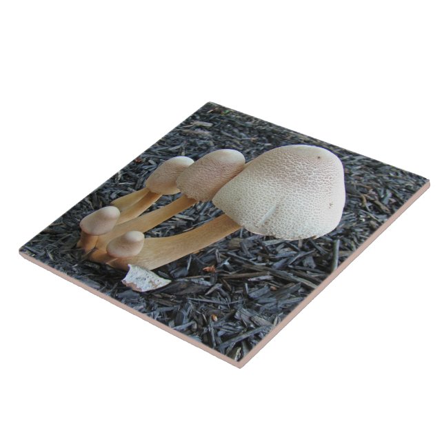 Mushrooms in Mulch - Leucoagaricus americanus Tile (Side)