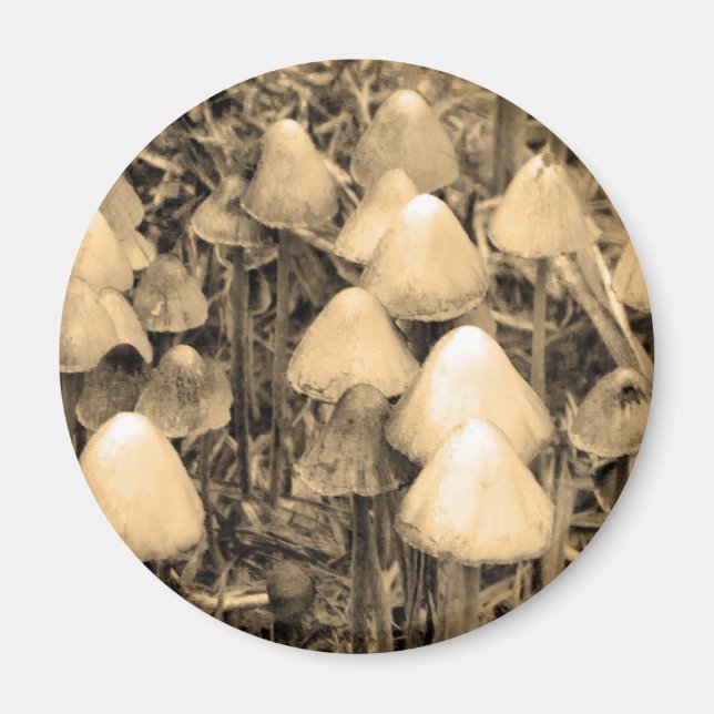 Mushrooms in Sepia Magnet (Front)