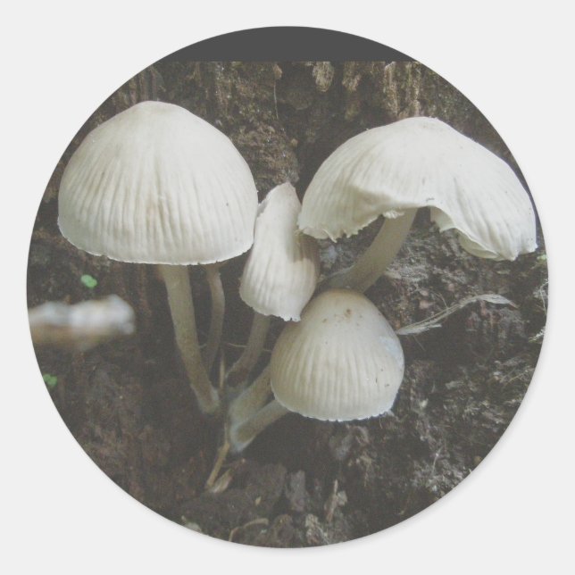 Mushrooms in Stump Stickers (Front)