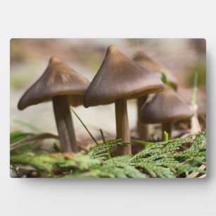 Mushrooms in the Forest Photo Block Plaque
