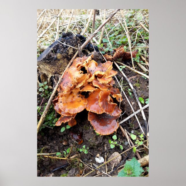 Mushrooms in the Forest Poster (Front)