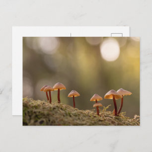 Mushrooms Nature Photo Postcard