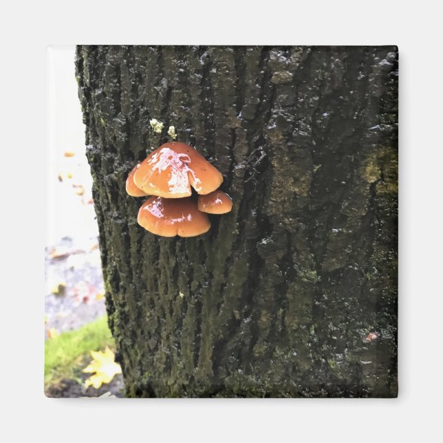 Mushrooms on a Tree, Oregon Magnet (Front)