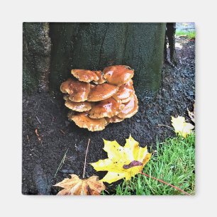 Mushrooms on a Tree, Oregon Magnet