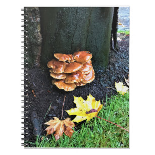 Mushrooms on a Tree, Oregon Notebook