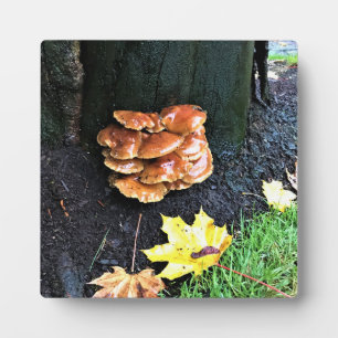 Mushrooms on a Tree, Oregon Plaque