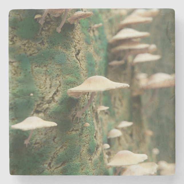 Mushrooms on a Tree Stone Coaster (Front)