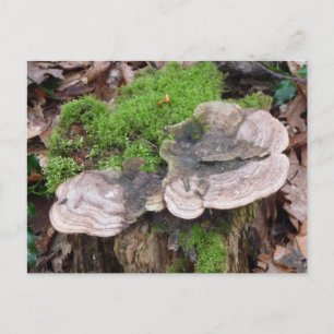 Mushrooms on a tree trunk postcard