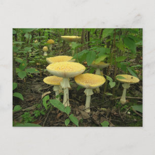 Mushrooms On The Forest Floor Postcard