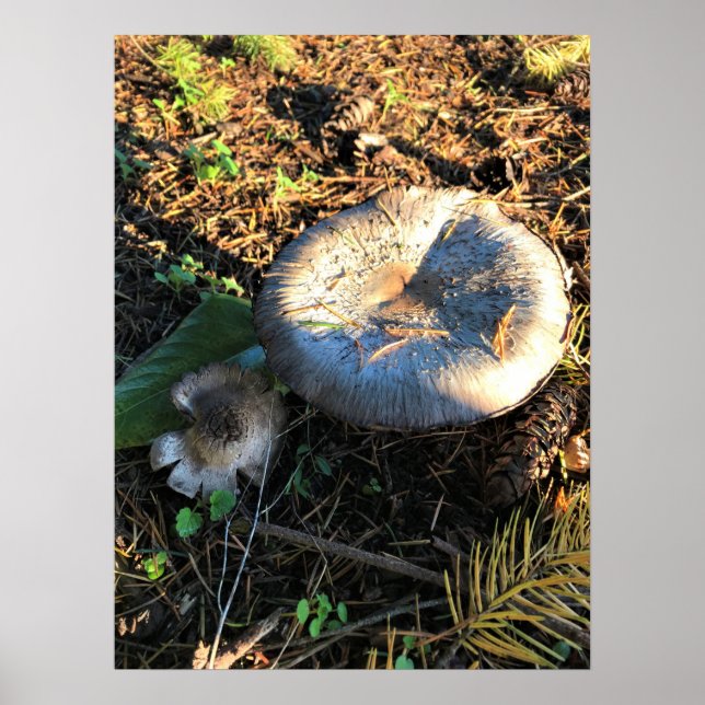 Mushrooms, Oregon Poster (Front)