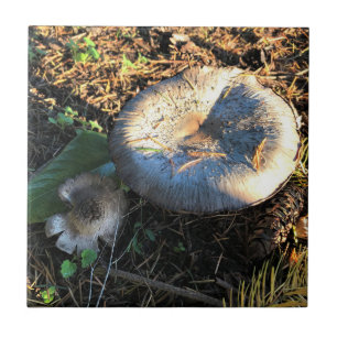 Mushrooms, Oregon Tile