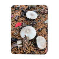 Mushrooms & Pine Cones