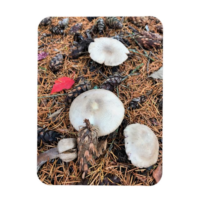 Mushrooms & Pine Cones Magnet (Vertical)