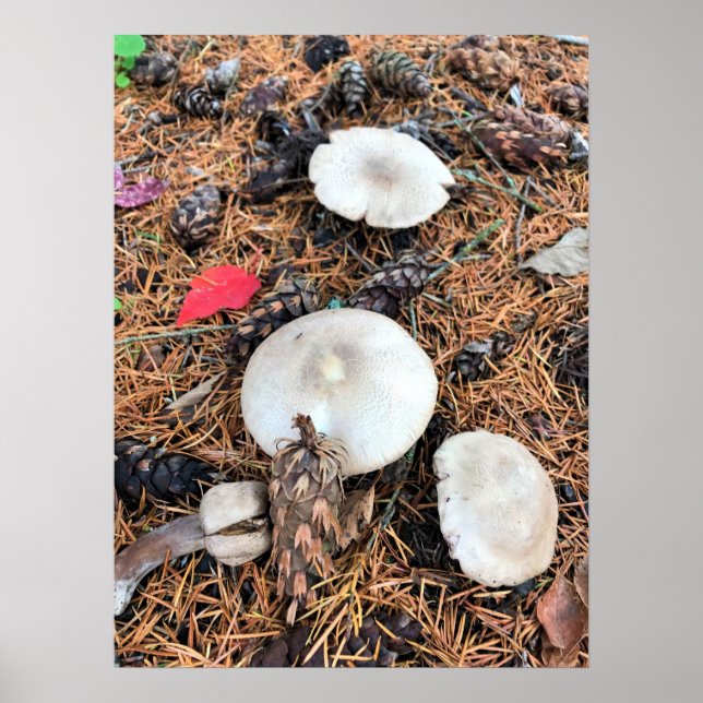 Mushrooms & Pine Cones Poster (Front)