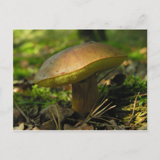 Mushrooms Postcard