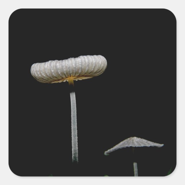 Mushrooms Square Sticker (Front)