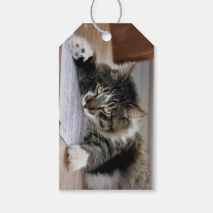 Musical Cat Gift Tags